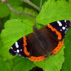 Admiral, Vanessa atalanta, Red Admiral