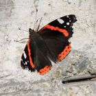 Admiral (Vanessa atalanta) Schmetterling