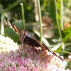 Admiral (Vanessa atalanta) - Stolz wie ein Pfau