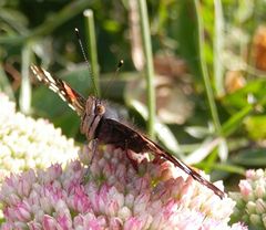 Admiral (Vanessa atalanta) - Stolz wie ein Pfau