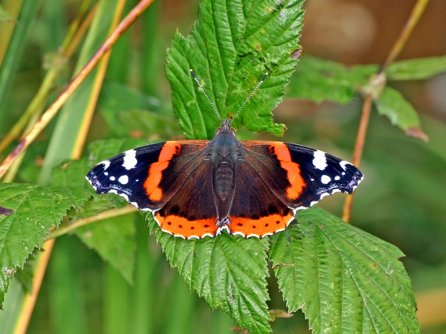 Admiral (Vanessa atalanta, Syn.: Pyrameis atalanta)....