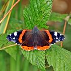 Admiral (Vanessa atalanta, Syn.: Pyrameis atalanta)....