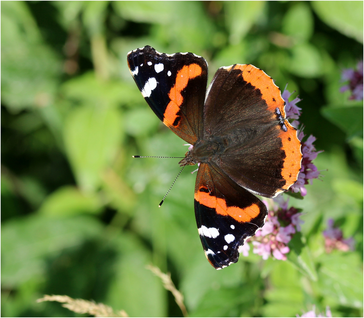 Admiral (Vanessa atalanta, Syn. Pyrameis atalanta)