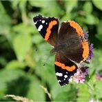 Admiral (Vanessa atalanta, Syn. Pyrameis atalanta)