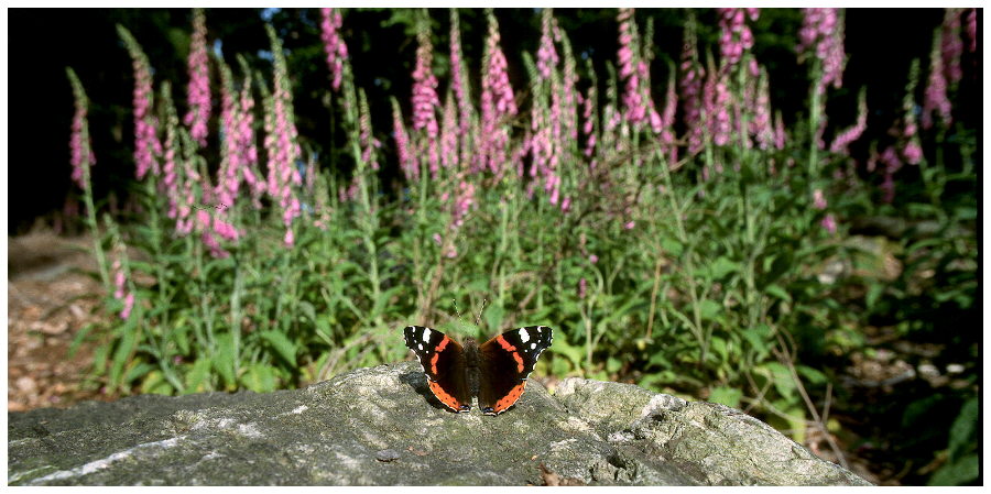 Admiral vor Fingerhüten