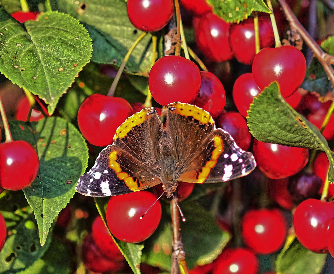 Admiralfalter im heimischen Sommergarten