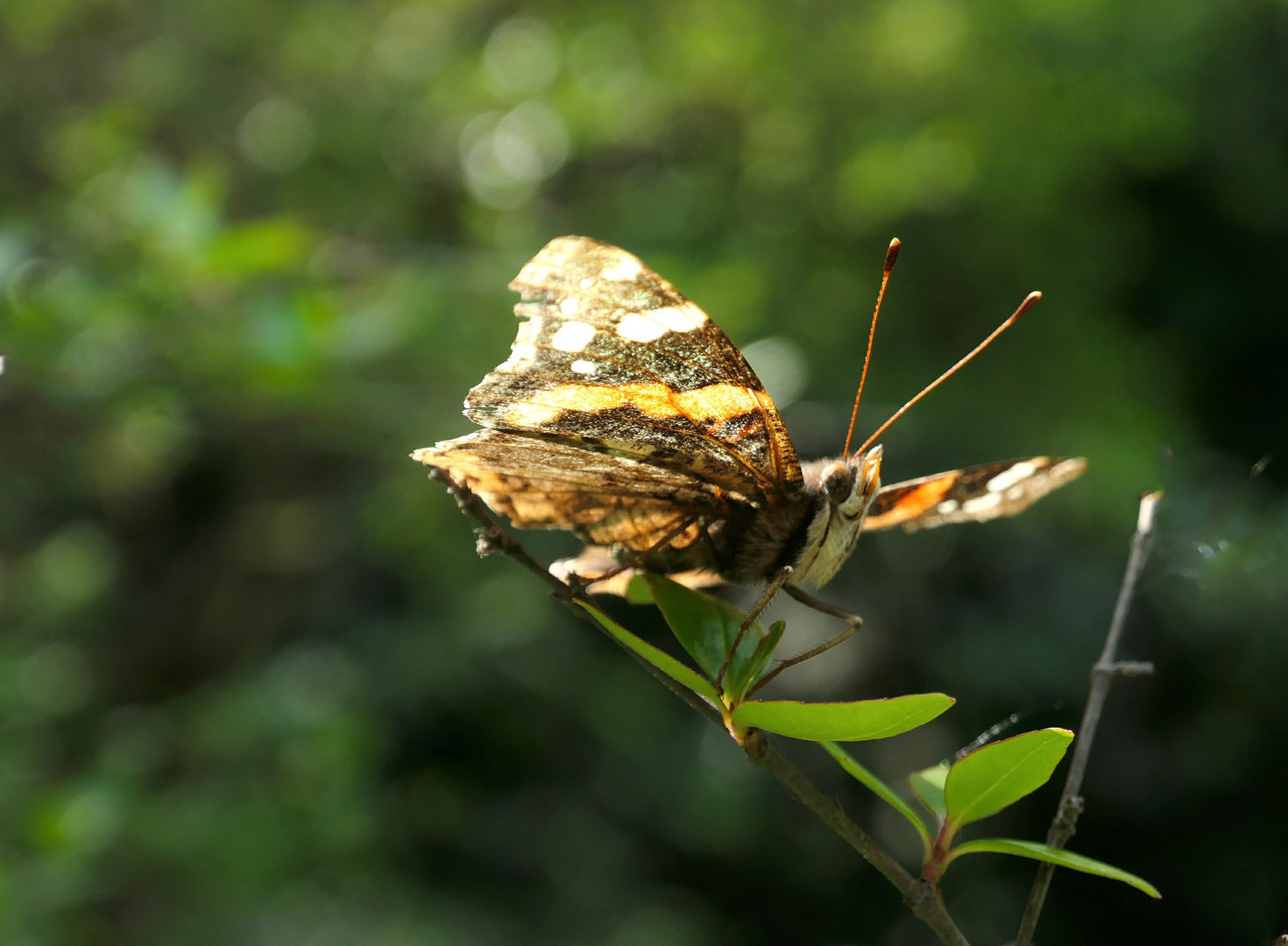 Admiralschmetterling, abflugbereit!