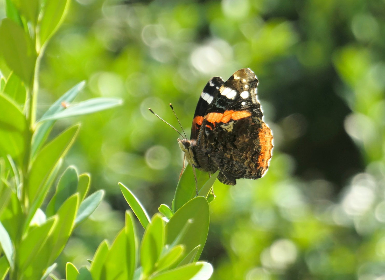 Admiralschmetterling