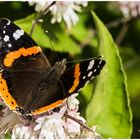 Admiral(Vanessa atalanta)