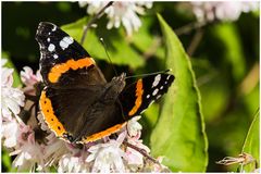 Admiral(Vanessa atalanta)