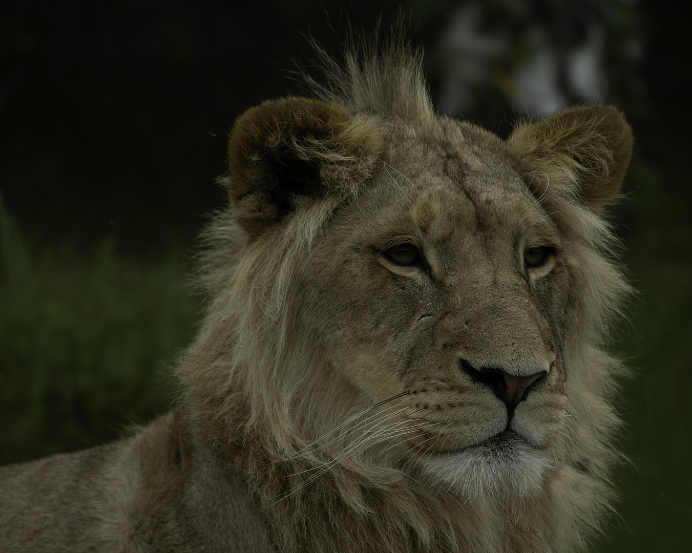 Adolescent à crête 2 (Panthera leo leo, lion d'Afrique)