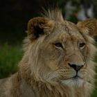 Adolescent à crête 2 (Panthera leo leo, lion d'Afrique)