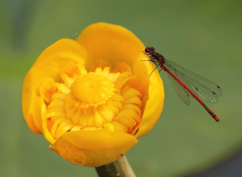 Adonis auf Teichrose