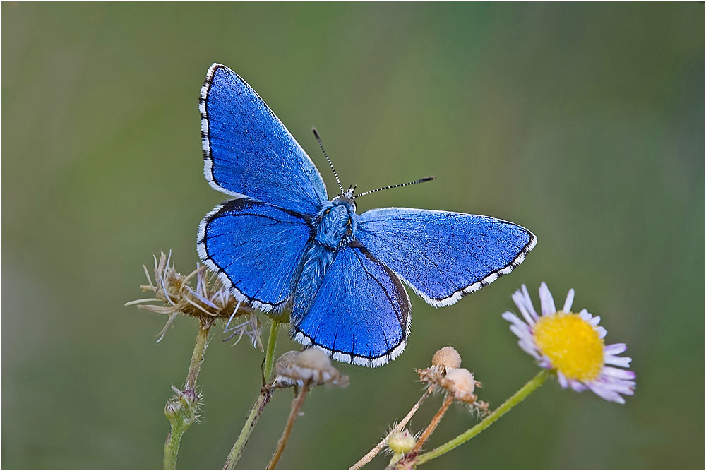 ~ Adonis Blue ~