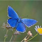 ~ Adonis Blue ~