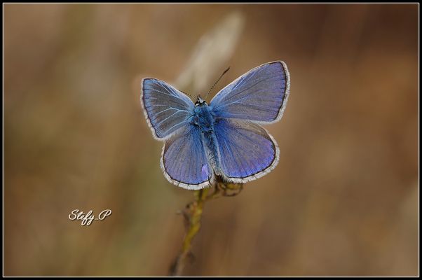 Adonis blue