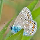 Adonis Blue