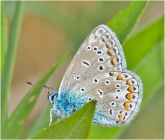 Adonis Blue