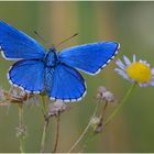 ~ Adonis blue ~