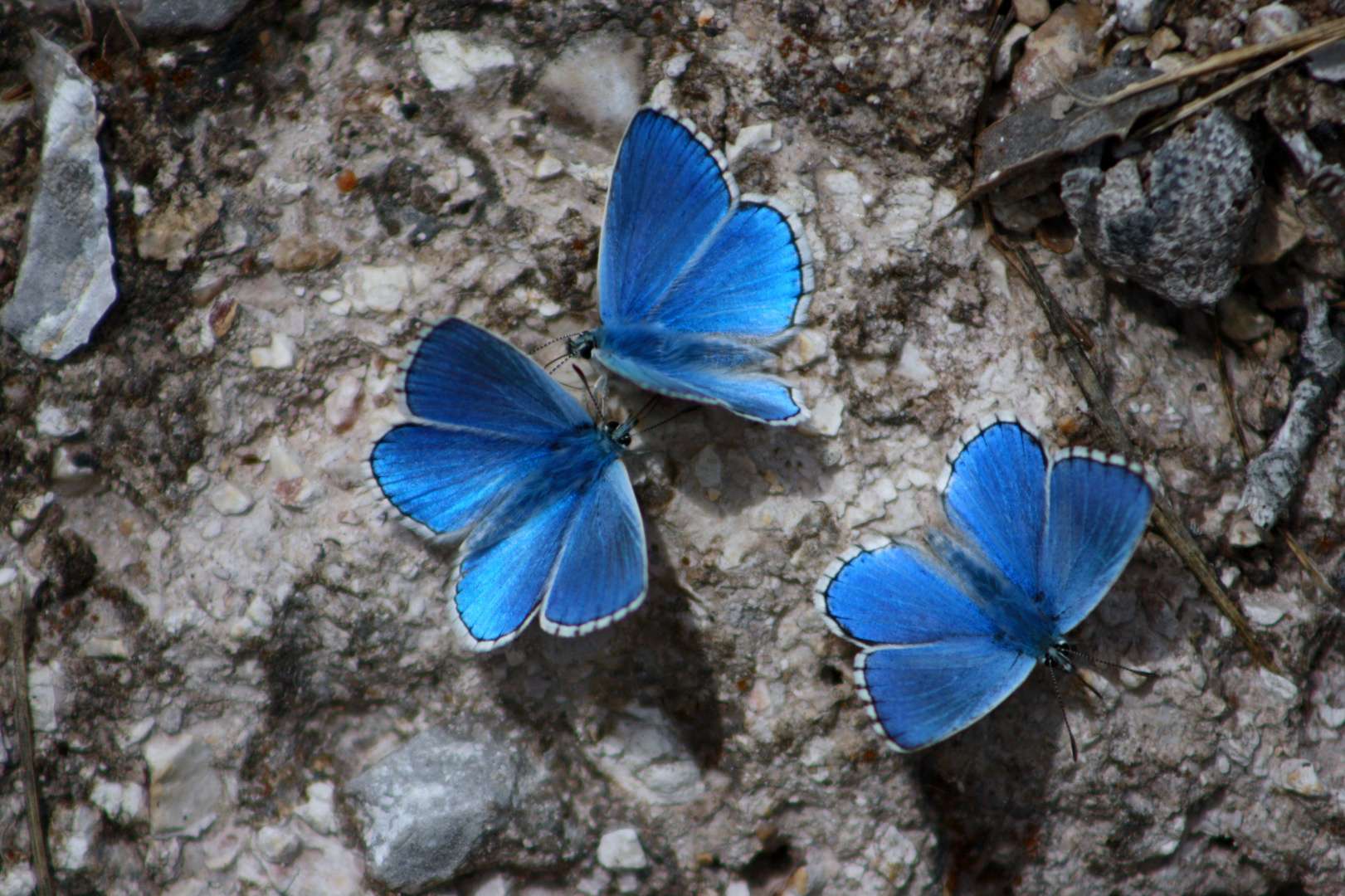 Adonis Blue - Polyommatus bellargus