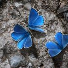 Adonis Blue - Polyommatus bellargus