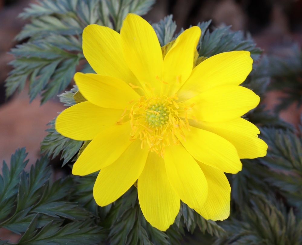 Adonis ‘Fukujukai’