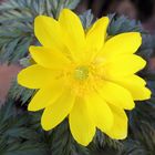 Adonis ‘Fukujukai’