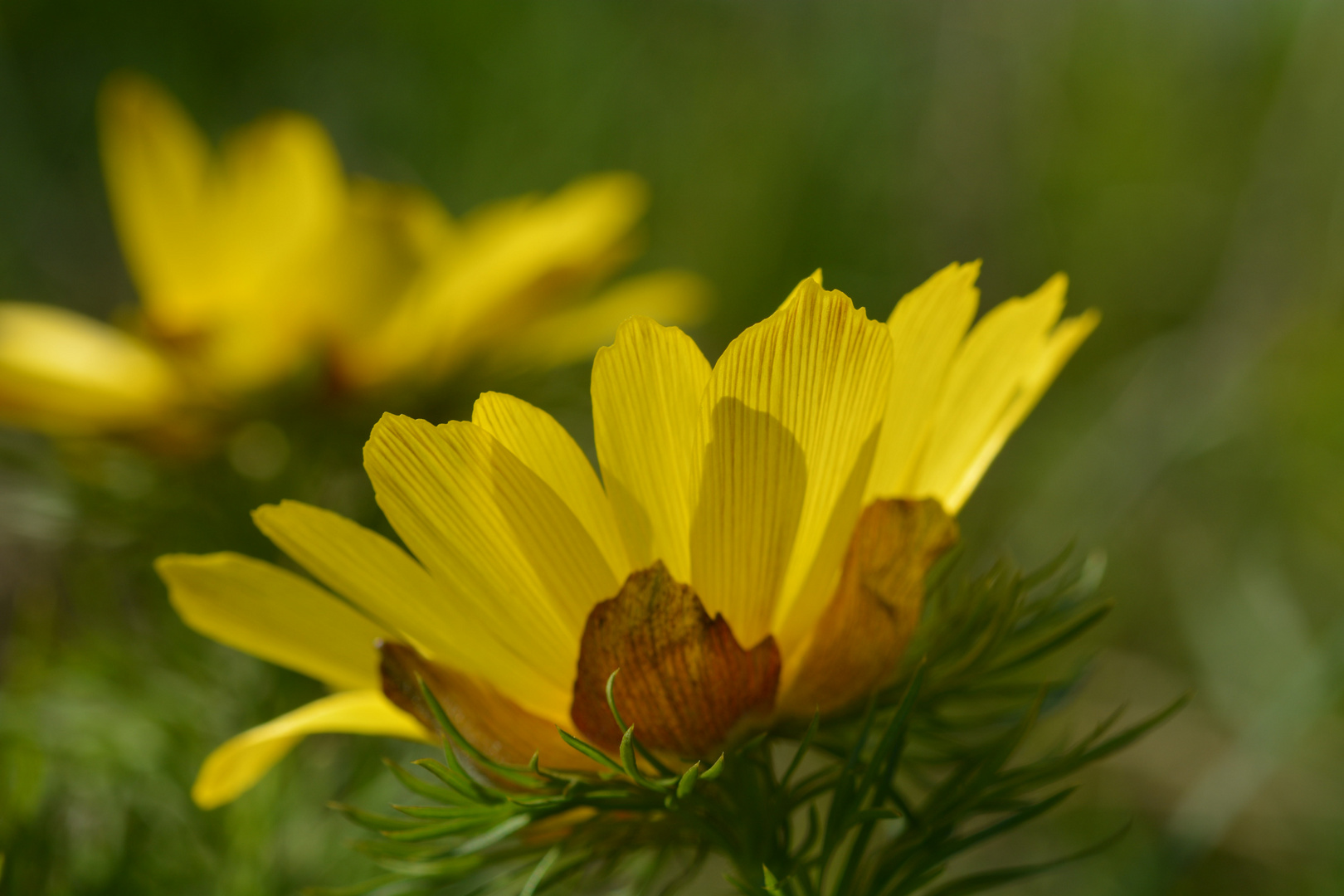 Adonis im Gegenlicht