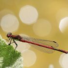 Adonis im Glitzerlicht