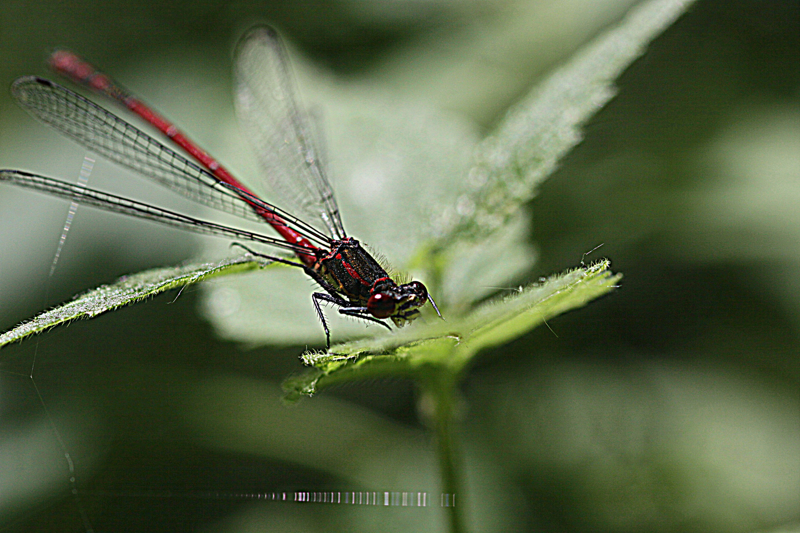 Adonis Libelle