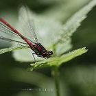 Adonis Libelle