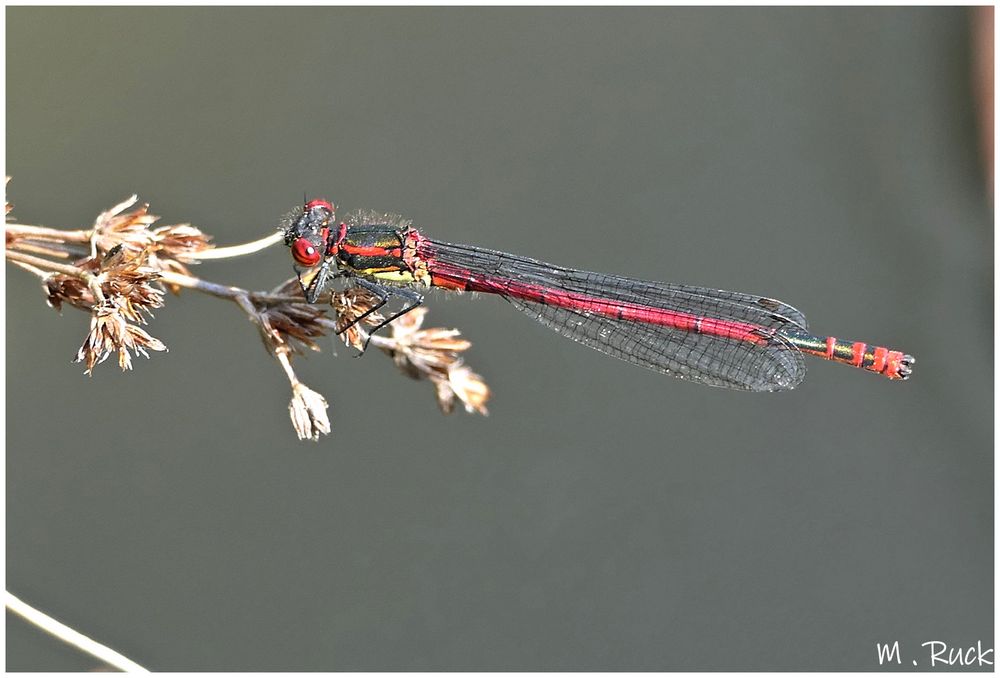 Adonis Libelle am Teich , Foto & Bild tiere, wildlife, libellen