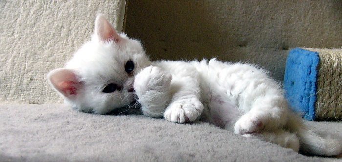 Adonis - Selkirk Rex Kitten