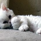 Adonis - Selkirk Rex Kitten