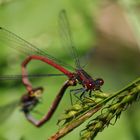 Adonis und das Paarungsrad