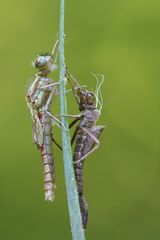 Adonis und sein früheres Ich