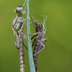 Adonis und sein früheres Ich (reloaded)