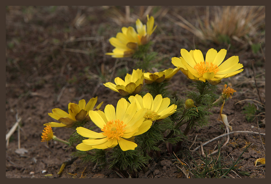 Adonis vernalis