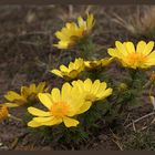 Adonis vernalis