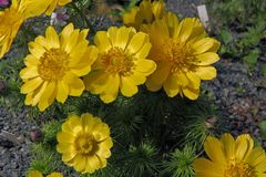 Adonis vernalis