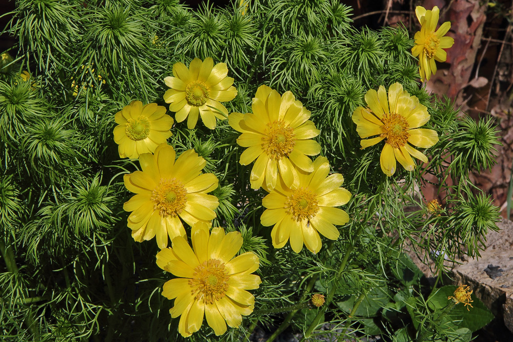 Adonis vernalis