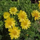 Adonis vernalis