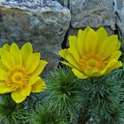 Adonis vernalis