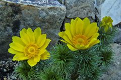 Adonis vernalis