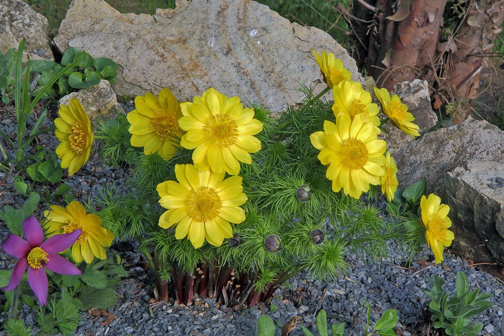 Adonis vernalis