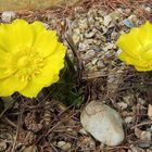 Adonis vernalis