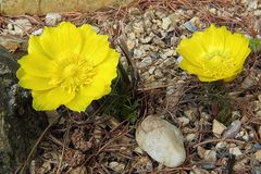 Adonis vernalis