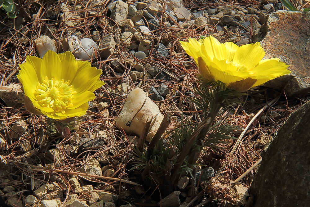 Adonis vernalis