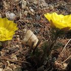 Adonis vernalis