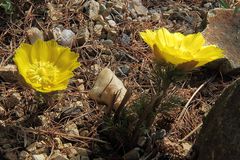 Adonis vernalis